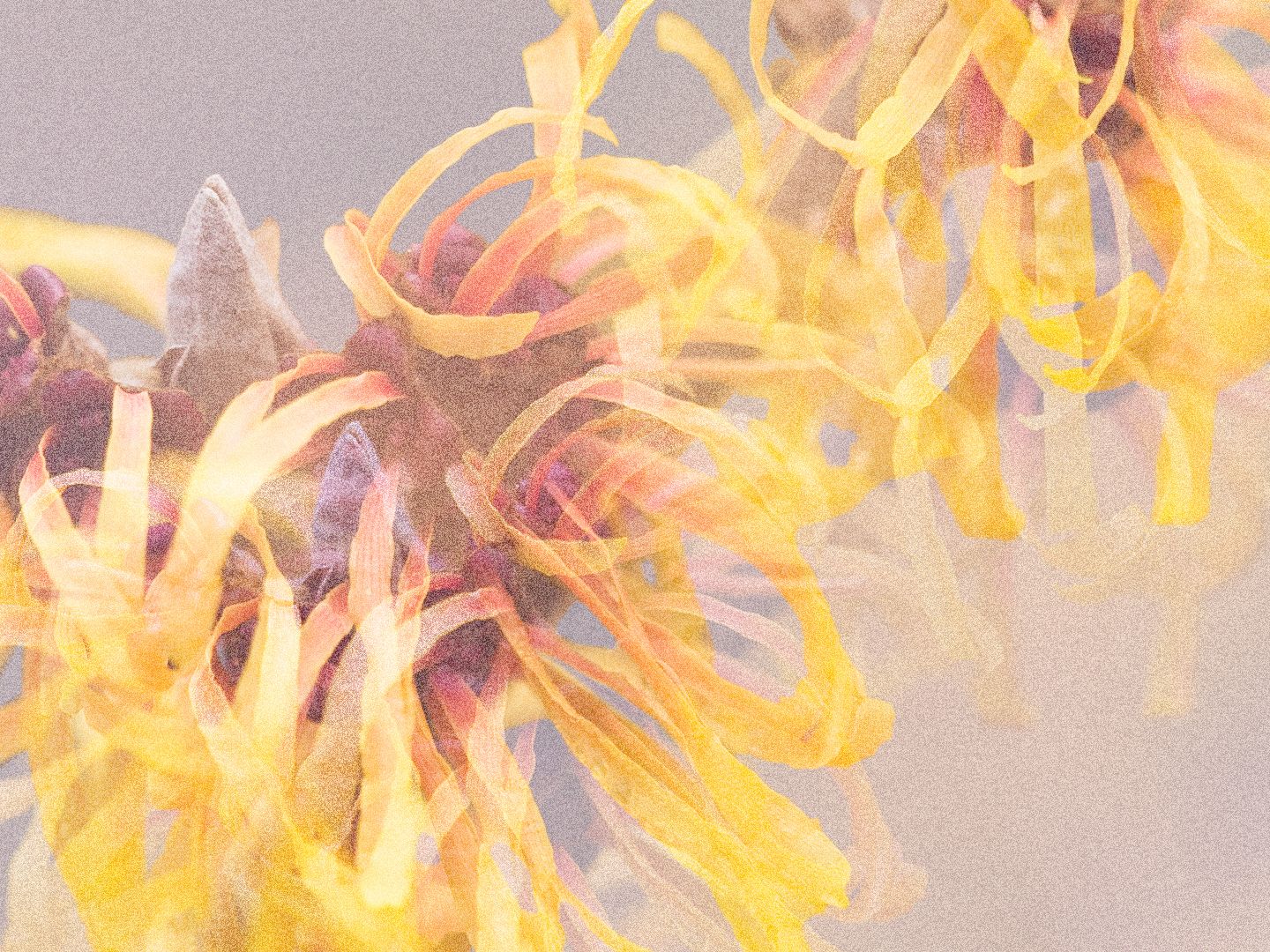 Witch hazel is the ultimate skincare ingredient for sensitive and acne-prone skin